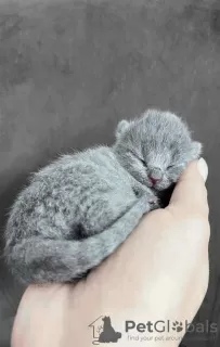 Photo №3. Beautiful British Shorthair Blue Babies. Turkey