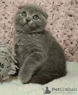 Photo №3. Scottish Fold kittens. Belgium