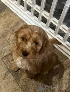 Photo №3. Small Breed Chunky F2 Cockapoo Puppies. Puerto Rico