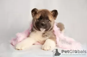 Photo №4. I will sell american akita in the city of Казахстан. breeder - price - 634$