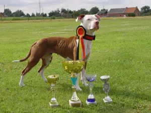 Photo №3. Handler in Tula. (professional breeder with a big nursery) in Russian Federation