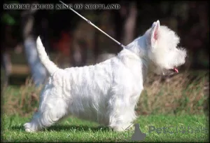 Additional photos: Kennel offers west highland white terrier puppies