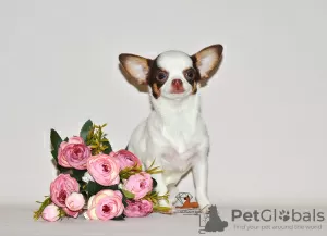 Photo №3. Lovely miniature princess. Chihuahua girl.. Russian Federation