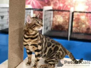 Photo №3. Bengal cat mating in Belarus. Announcement № 8342