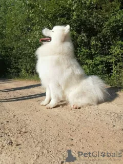 Additional photos: Samoyed mating