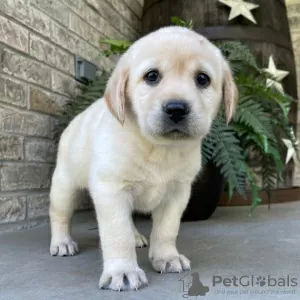 Photo №2 to announcement № 45711 for the sale of labrador retriever - buy in Brazil private announcement