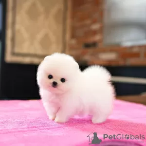 Photo №1. pomeranian - for sale in the city of San Francisco | 350$ | Announcement № 130511