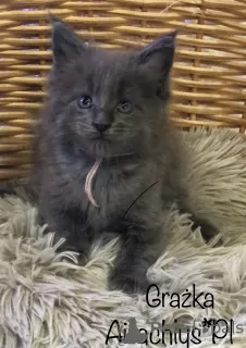 Photo №1. maine coon - for sale in the city of Miękinia | 211$ | Announcement № 40054