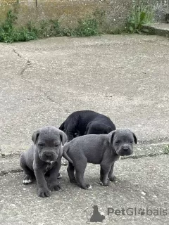 Additional photos: Cane Corso puppies