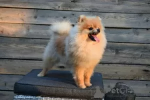 Additional photos: Pomeranian-Pomeranian Boo