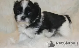 Photo №1. shih tzu - for sale in the city of Gelsenkirchen | Is free | Announcement № 101851