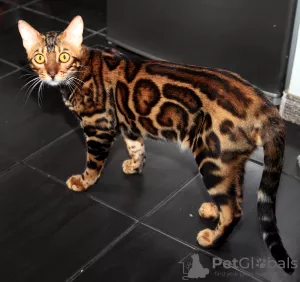 Photo №2. Mating service bengal cat. Price - 250$