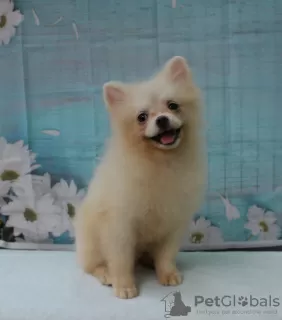 Photo №4. I will sell pomeranian in the city of Минеральные Воды. from nursery, breeder - price - 540$