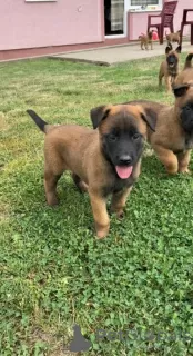 Additional photos: belgian shepherd puppies