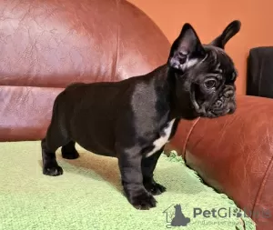 Additional photos: French bulldog puppy