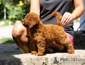 Photo №3. Miniature poodle puppies. Serbia