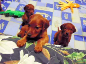 Additional photos: Irish setter puppies