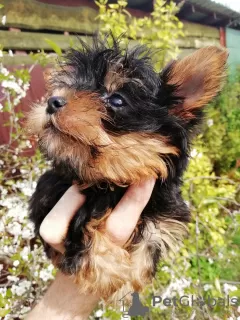 Additional photos: Baby-face Yorkie puppies are completely ready to go.