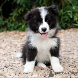 Photo №3. Border Collie puppies. Germany