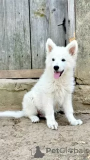 Additional photos: Long-haired Swiss Shepherd male puppies