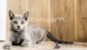 Photo №2 to announcement № 14696 for the sale of russian blue - buy in Poland breeder