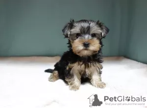 Photo №3. Yorkshire terrier boy. Russian Federation