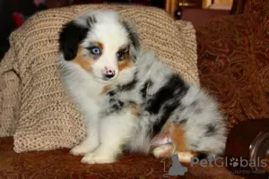 Photo №1. poodle (royal) - for sale in the city of Arlington | 500$ | Announcement № 125527