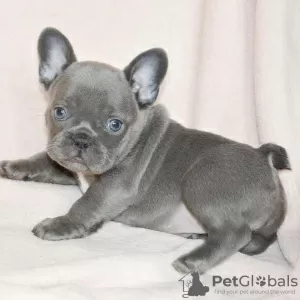 Photo №1. french bulldog - for sale in the city of Newcastle upon Tyne | 380$ | Announcement № 125625