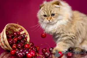 Photo №1. scottish fold - for sale in the city of St. Petersburg | 464$ | Announcement № 7554