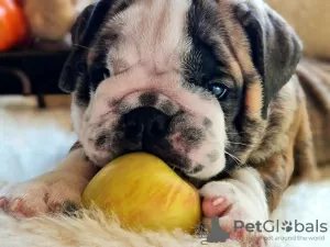 Additional photos: English bulldog babies