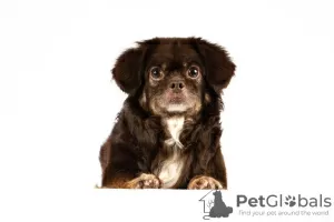 Photo №2 to announcement № 105368 for the sale of tibetan spaniel - buy in Germany breeder