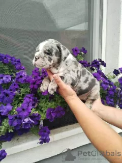 Additional photos: English bulldog, puppy