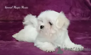 Photo №4. I will sell maltese dog in the city of Долинская. from nursery - price - negotiated