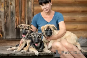 Photo №2 to announcement № 116665 for the sale of non-pedigree dogs - buy in Russian Federation private announcement