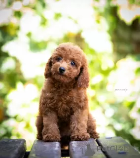 Additional photos: Miniature poodle puppies