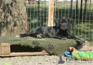 Photo №1. cane corso - for sale in the city of Москва | negotiated | Announcement № 23881