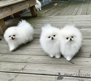 Additional photos: Mini Pomeranian Zwergspitz weiß - creme Welpen aus Deutscher Zucht