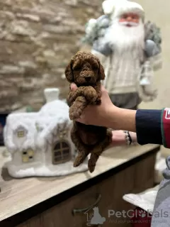 Additional photos: Red toy poodle puppies