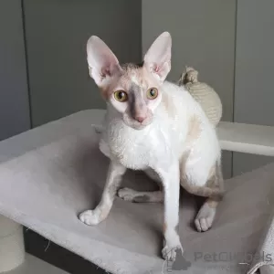 Additional photos: Cornish Rex girl, 5.5 months