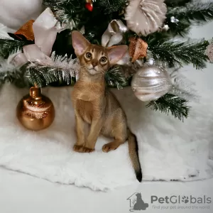 Photo №1. abyssinian cat - for sale in the city of Minsk | 566$ | Announcement № 86091