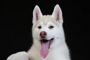 Photo №1. siberian husky - for sale in the city of Krasnodar | Negotiated | Announcement № 1038