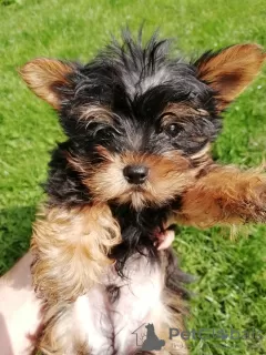 Additional photos: Yorkie baby face puppy