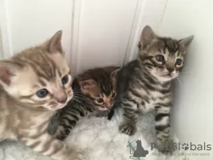 Photo №3. 2 Tested Bengal kittens for Adoption now. Germany