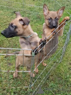 Photo №2 to announcement № 124707 for the sale of belgian shepherd - buy in United Kingdom private announcement, from nursery, from the shelter, breeder