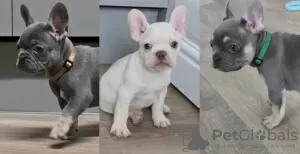 Photo №1. french bulldog - for sale in the city of Vancouver | 800$ | Announcement № 122526