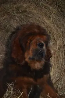 Additional photos: Tibetan Mastiff Puppies