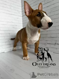 Photo №1. bull terrier - for sale in the city of Paris | 2430$ | Announcement № 44737