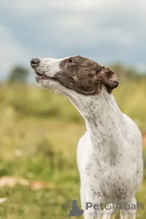 Additional photos: Greyhound puppy