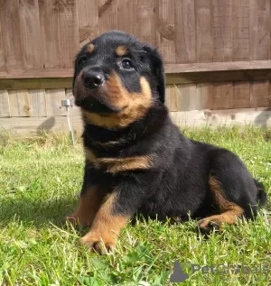 Photo №3. Cute Rottweiler puppies. Lithuania