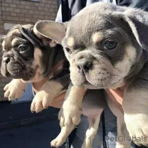 Photo №1. french bulldog - for sale in the city of Фермопилы | 329$ | Announcement № 129974